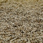 white and brown dried leaves